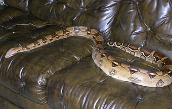 que-signfica-sonar-con-serpiente-en-sofa