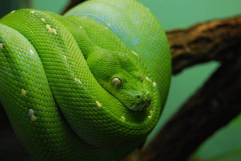 que-significa-sonar-serpiente-verde