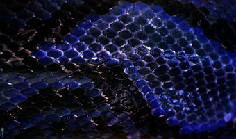 que-significa-sonar-serpiente-color-azul-con-negra