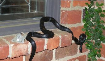 que-significa-sonar-encuentro-serpiente-en-mi-casa