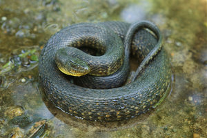 significado-sonar-serpiente-culebra-color-verde-oscuro