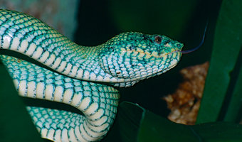 que-significa-sonar-serpiente-color-azul-turquesa