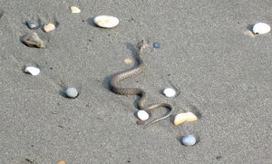 que-es-sonar-con-serpiente-vibora--culebra-en-playa-mar
