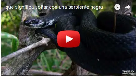 Que significa sonar con una serpiente mamba negra