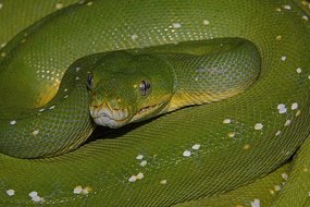 significado-sonar-serpiente-vibora-verde.